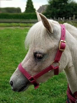 Synthetic halter yearling Medium